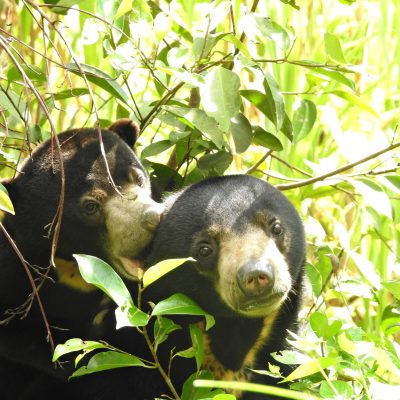 Sun Bear Sanctuary