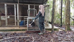 sun bear training