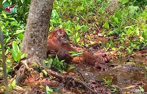 an orangutan enjoying Mud Bath Time