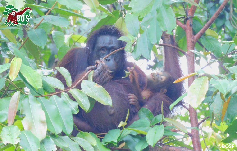 Orangutan mother and teacher Signe