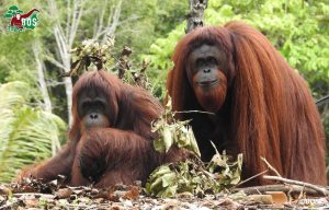 Two long haired orangutans with lovely locks