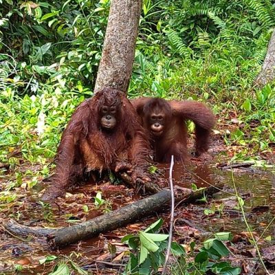 Orangutans in the mud
