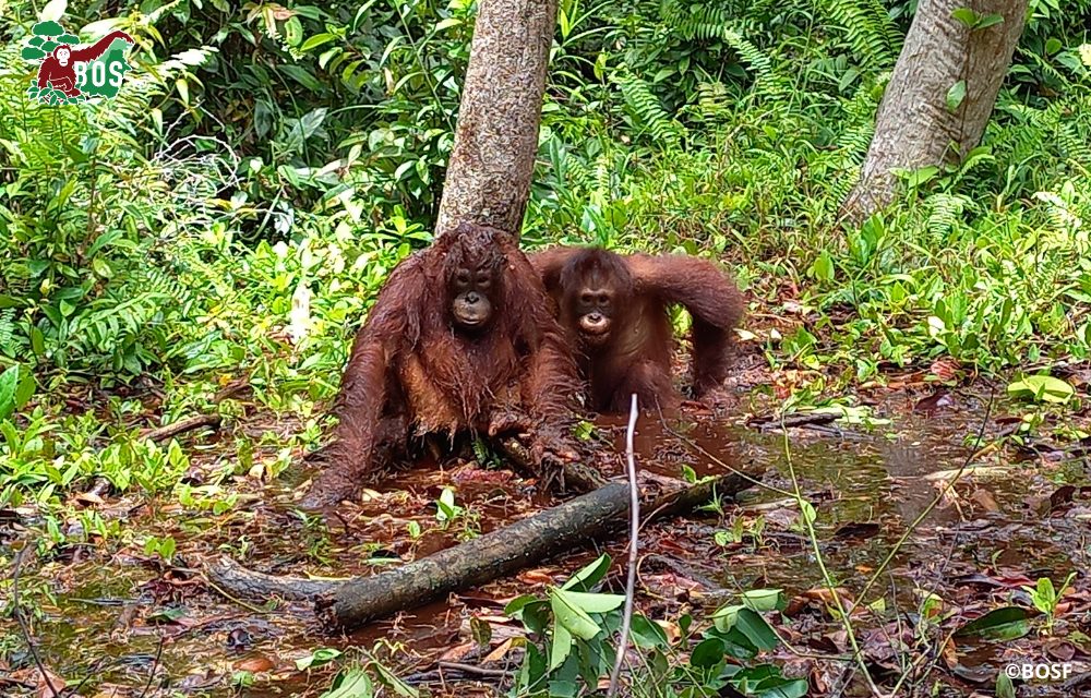 Orangutans in the mud