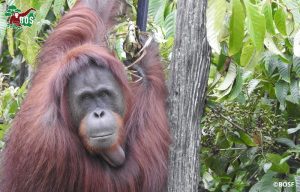 Kikan an orangutan with lovely locks