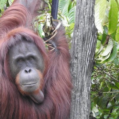 Kikan an orangutan with lovely locks