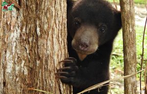 Sun Bear cub