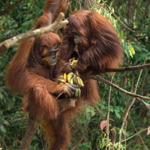 Feed two orangutans