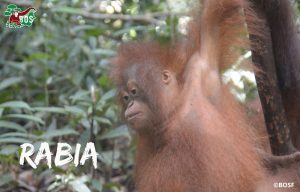 Three new arrivals this is Rabia