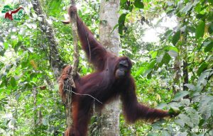 Desi the orangutan in a tree