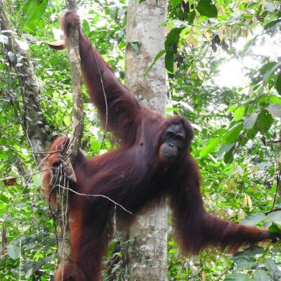 Desi the orangutan in a tree