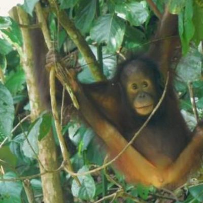 Ayu the orangutan in a tree
