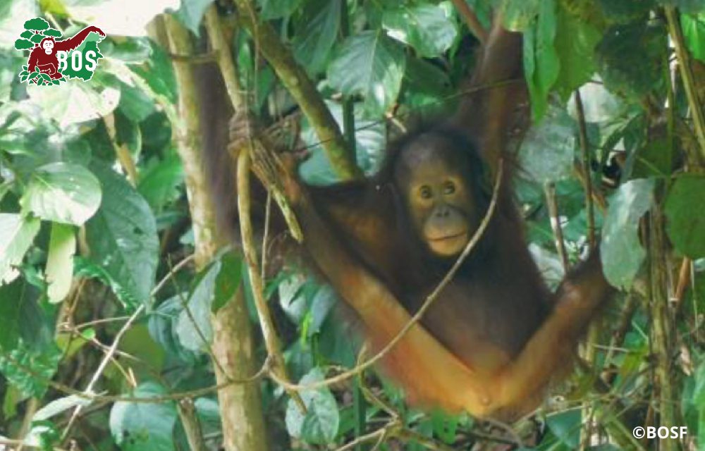 Ayu the orangutan in a tree