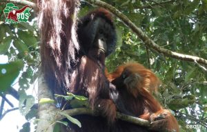 Female orangutan with a baby
