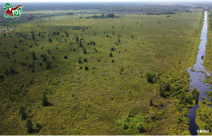 degraded peat swamp forest in Central Kalimantan, Borneo