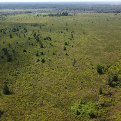 degraded peat swamp forest in Central Kalimantan, Borneo