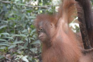 Rabia: One of the three new arrivals