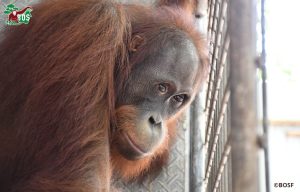 Ben the orangutan in quarantine waiting for release
