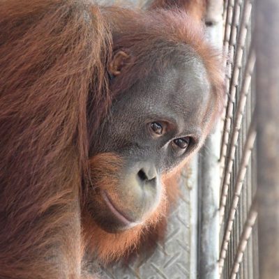 Ben the orangutan in quarantine waiting for release