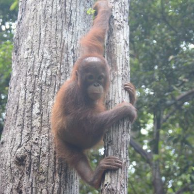 Temon the orangutan showing her climbing skills.