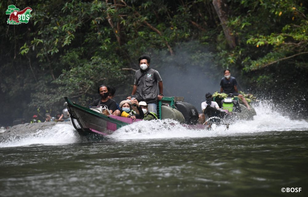 Orangutan release boat