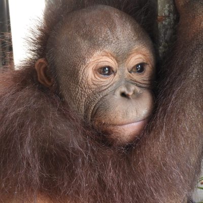 Baby orangutan Biamah