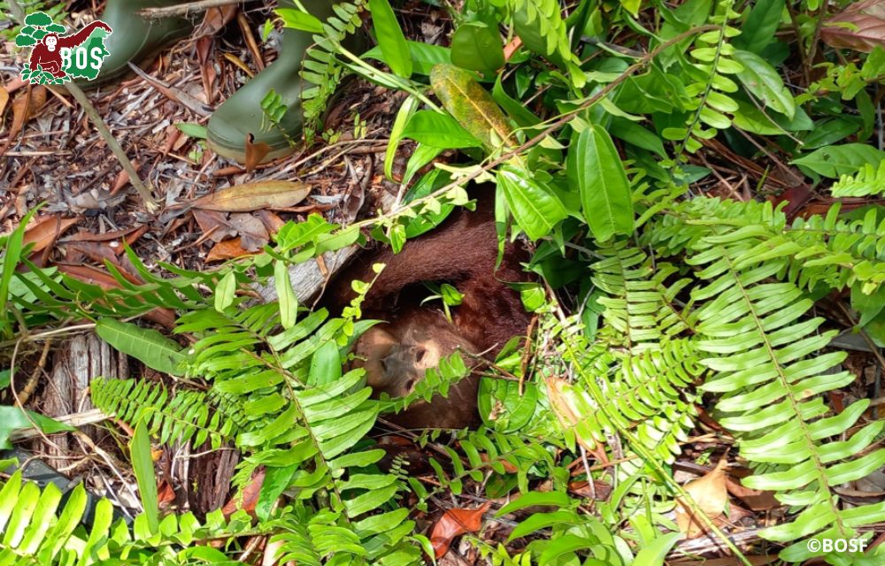 ORANGUTAN FOREST SCHOOL, BUMI?