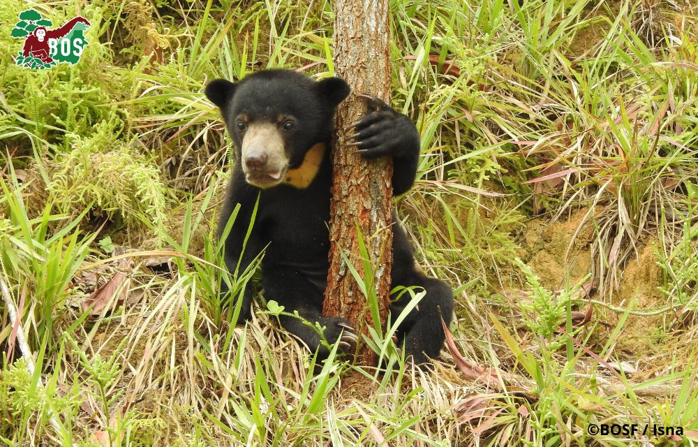 SUN BEAR STORY: ADELE