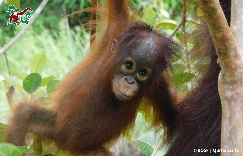 Unexpected visiting orangutan