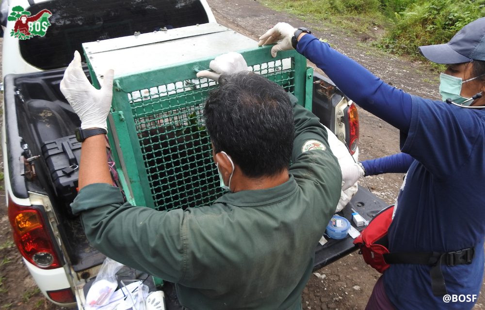 ORANGUTAN RESCUE AT MUARA TOYU