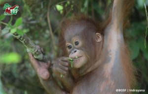 LITTLE IQO'S STORY