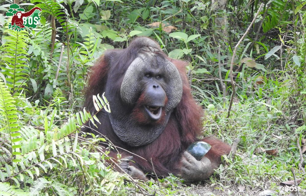 HOW DO ORANGUTANS ‘TALK’?