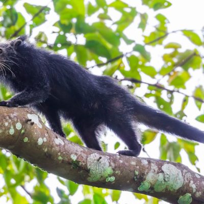 Binturong - mysterious neighbour