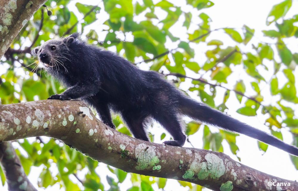 Binturong - mysterious neighbour