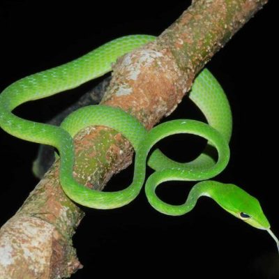 MEET THE ORIENTAL WHIP SNAKE