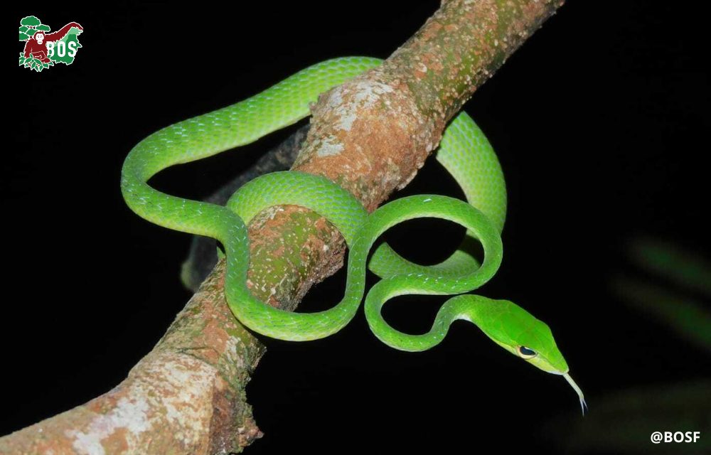 MEET THE ORIENTAL WHIP SNAKE