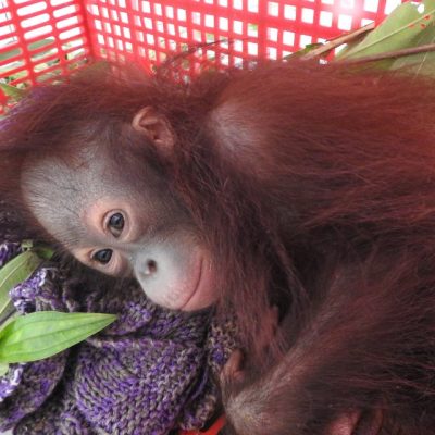 GALAKSI TAKES A BREAK FROM FOREST SCHOOL