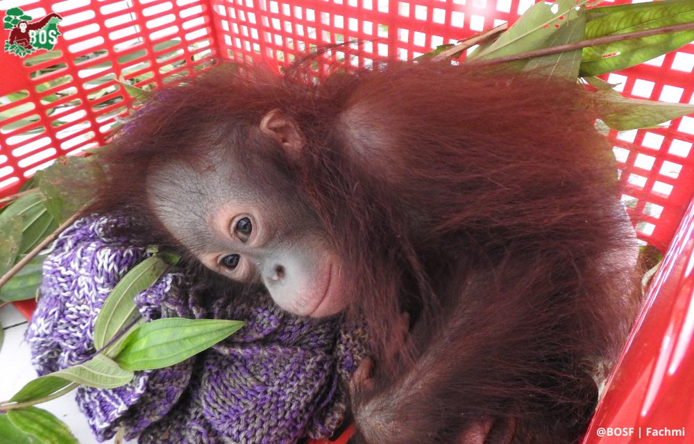 GALAKSI TAKES A BREAK FROM FOREST SCHOOL