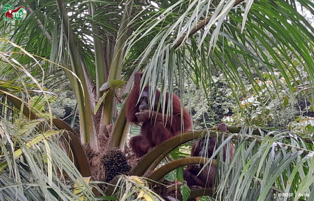 MYSTERY ORANGUTAN VISITOR