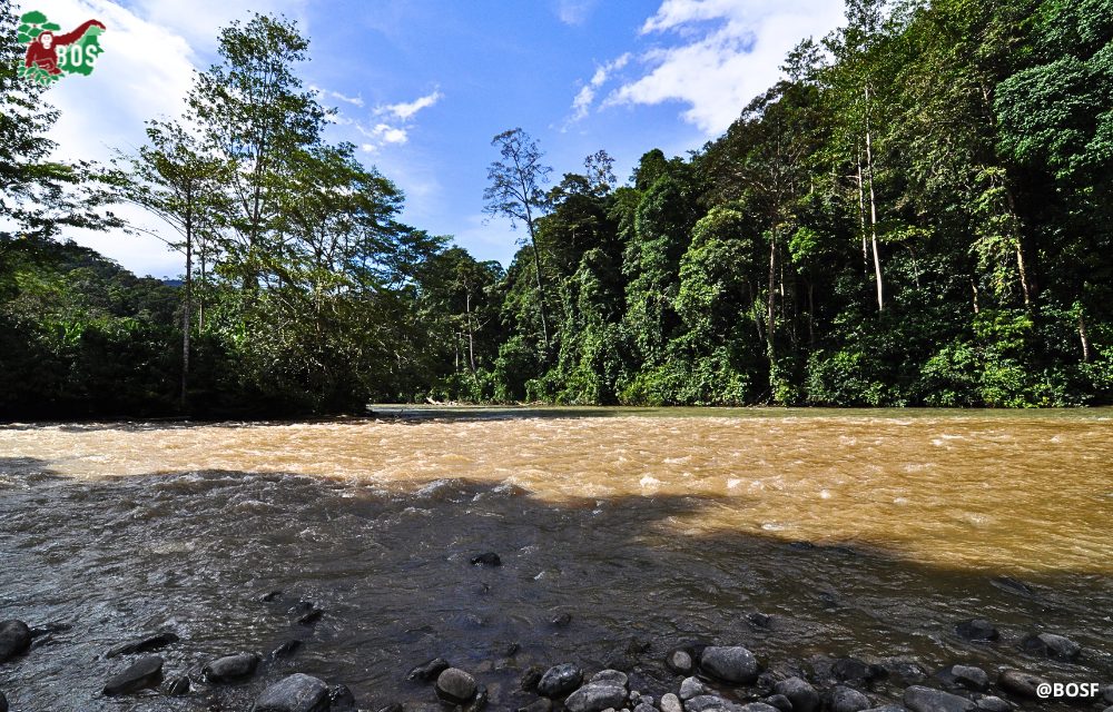 BIODIVERSITY IN THE KEHJE SEWEN FOREST