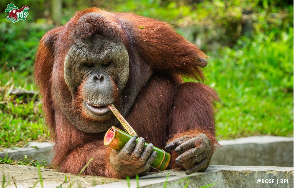  An orangutan holds a piece of bamboo in its mouth, which it will use to treat a wound.