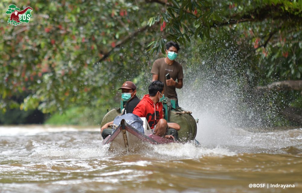 TEN MORE ORANGUTANS FREED