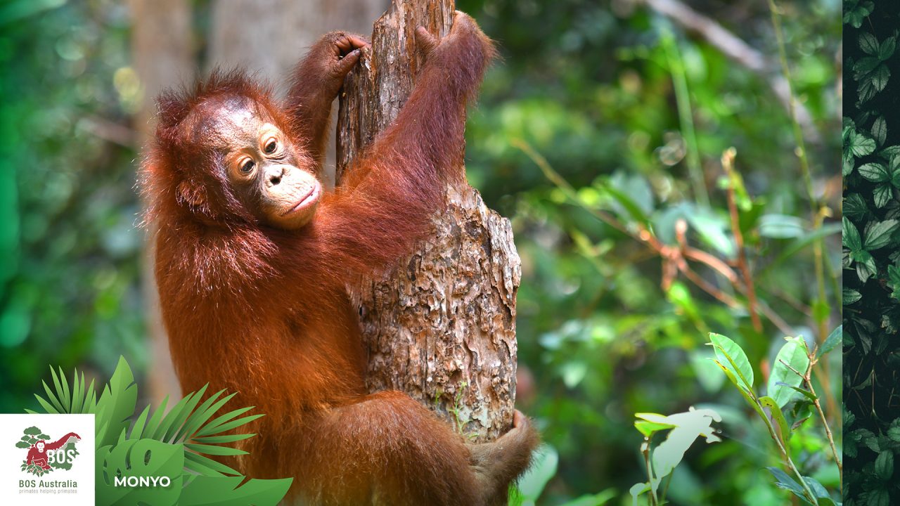 Amazing How Big Can Orangutans Get View Illustration Amazing How Big Can Orangutans Get View Illustration