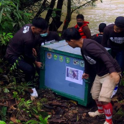 BEHIND AN ORANGUTAN RELEASE