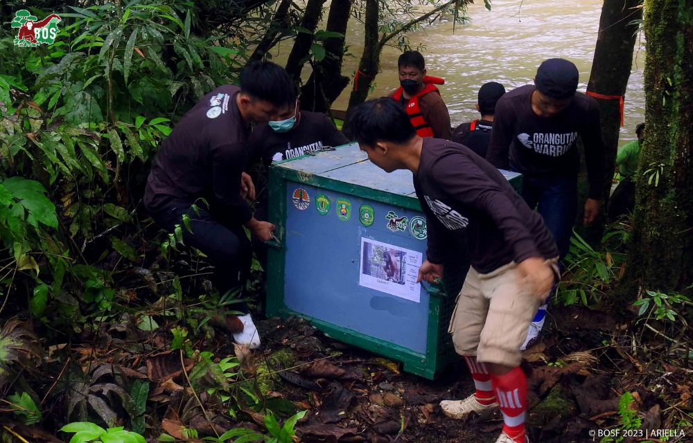 BEHIND AN ORANGUTAN RELEASE
