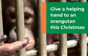 WILL YOU HELP US CREATE A CHRISTMAS MIRACLE?