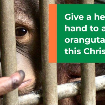 WILL YOU HELP US CREATE A CHRISTMAS MIRACLE?