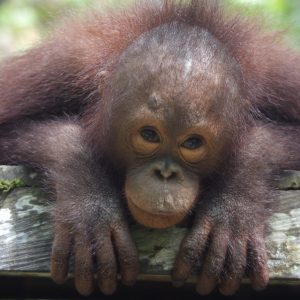Baimah the orangutan