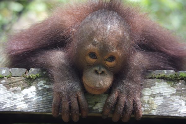 Baimah the orangutan