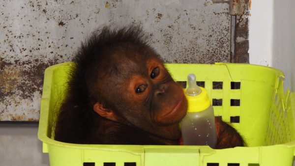 Adopt Baimah as a Gift For A Year - Image 2