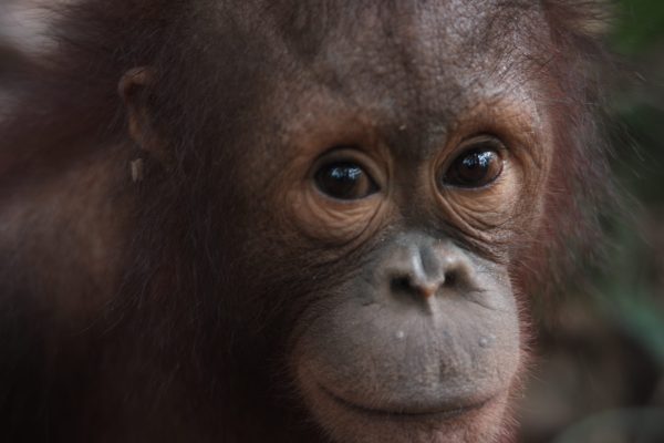 Adopt Baimah as a Gift For A Year - Image 3